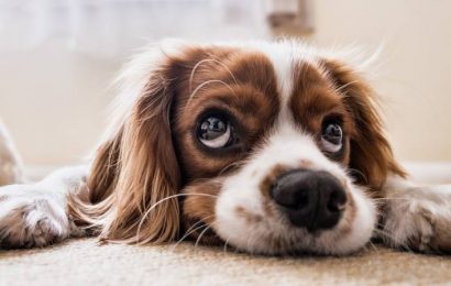 10.11.2023 Jornada de castraciones gratuitas para perros: ¿Cuándo y dónde? 10.11.2023 Jornada de castraciones gratuitas para perros: ¿Cuándo y dónde?