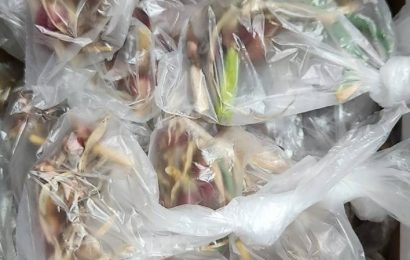 19.02.2024 Nelson donó plantines de cebolla de verdeo, vecinos interesados pasar a buscar a Casa de la Cultura