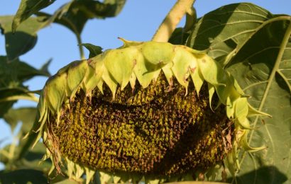 El girasol vuelve por la revancha y es la estrella de los cultivos de verano