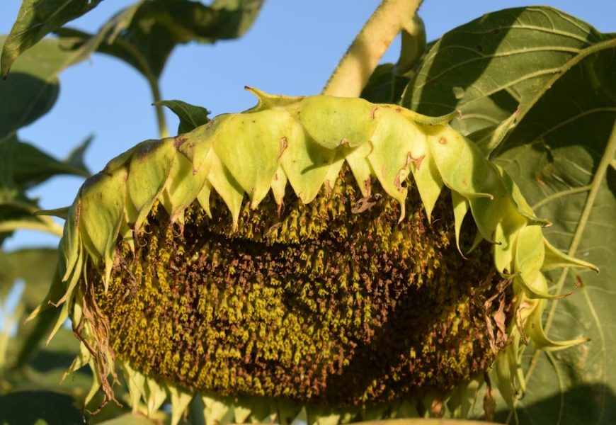 El girasol vuelve por la revancha y es la estrella de los cultivos de verano El girasol vuelve por la revancha y es la estrella de los cultivos de verano