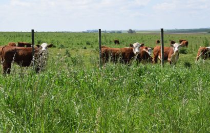 **Uruguay: La Urgencia de Proteger los Pastizales en el «Año Internacional de los Pastizales y los Pastores» – Un Llamado desde La Tribuna del Agro**