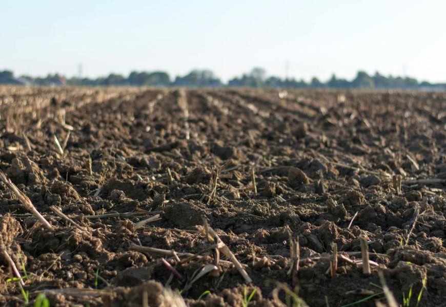 El difícil ajedrez de la próxima siembra para los productores en Uruguay