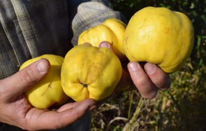 Membrillo y guayabo en una nueva Lista Inteligente de frutas y verduras recomendadas al consumidor Membrillo y guayabo en una nueva Lista Inteligente de frutas y verduras recomendadas al consumidor