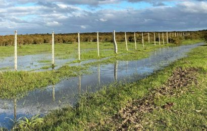 Lluvias marcan fin de la sequía, pero impactos en el agro siguen y se mantendrán medidas a productores, dice MGAP