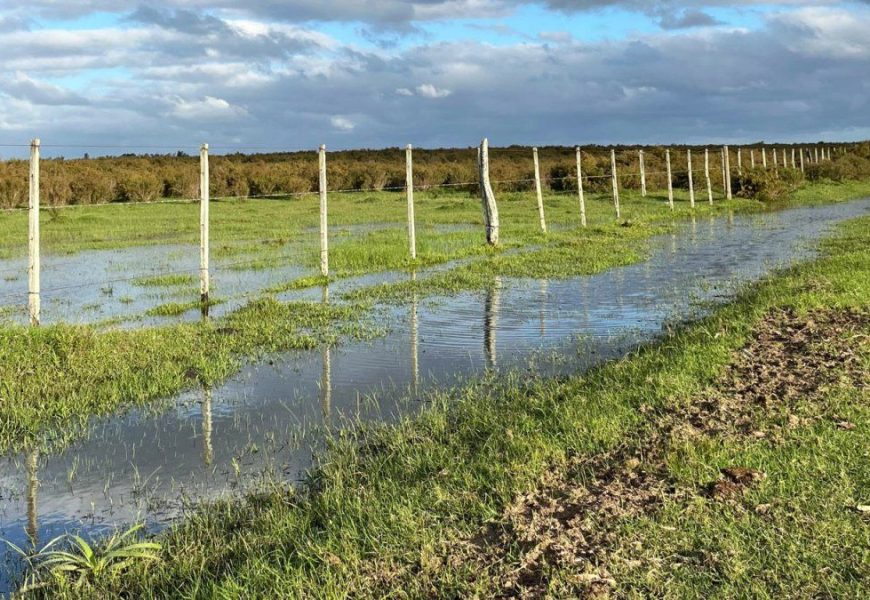 Lluvias marcan fin de la sequía, pero impactos en el agro siguen y se mantendrán medidas a productores, dice MGAP