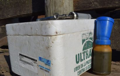 Uruguay inicia campaña de inmunización contra la fiebre aftosa con directrices y un requisito clave