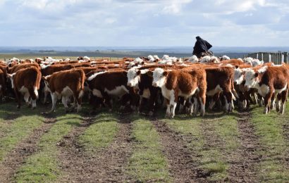 Más bovinos, menos ovinos y vacas lecheras y más equinos, los nuevos datos oficiales del stock animal uruguayo