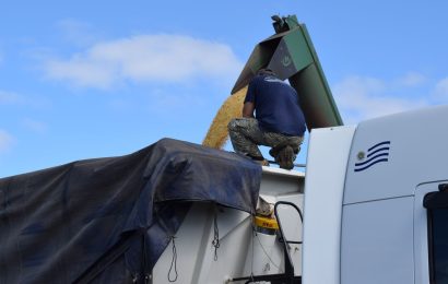 Arranca un ciclo de precios alcista para las materias primas agrícolas, pero por ahora los costos van adelante