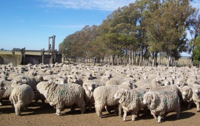 El precio de la carne ovina lleva siete semanas a la baja y el de la lana se equilibra