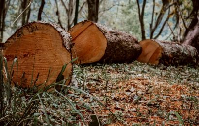 Ralentización en la destrucción de bosques tropicales en 2025, aunque la preocupación persiste