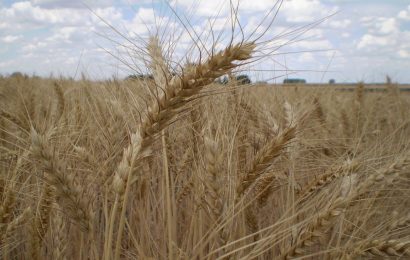 Mayor Interés en Trigo y Cebada para Siembra de Invierno, Atentos al Progreso de la Colza