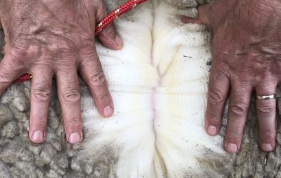 En las lanas, por lo que se manda a faena y en la carne ovina los precios siguen positivos